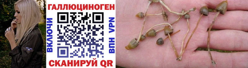 Псилоцибиновые грибы Psilocybe  Слюдянка 